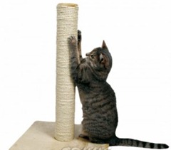 gato afiando as unhas