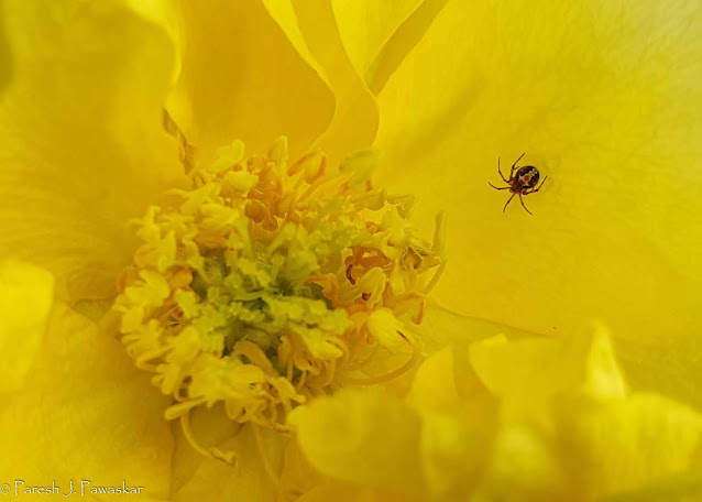 Spider on a rose