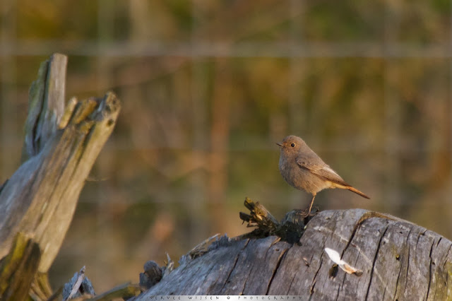 Zwarte Roodstaart - Black Redstart - Phoenicurus ochruros