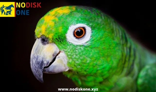 Caring For A Green-Cheeked Amazon Parrot