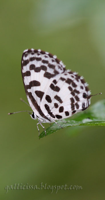 Common Pierrot