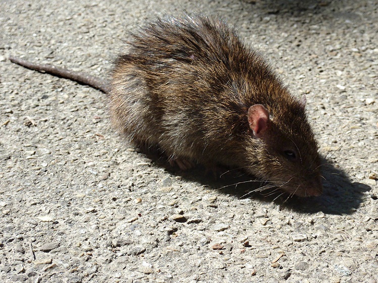 Di Israel, Ada Pijat Ular dan Pijat Tikus untuk Meredakan Stres