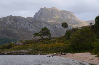 Scots pines silhouetted against a mountain