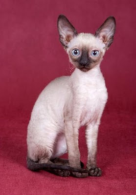 Cornish Rex