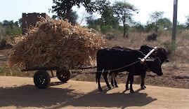 Maize Animal Feed