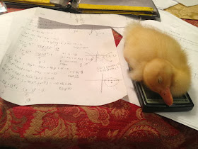Funny animals of the week - 31 January 2014 (40 pics), baby duck sleeps on calculator