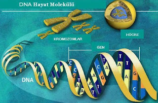 kromozom ve gen arasındaki farklar