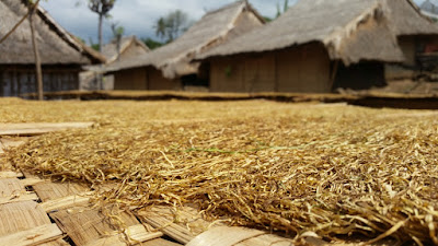 Rumah adat Limbungan, rumah adat lombok, destinasi wisata adat, wisata budaya, rumah adat lombok timur, pariwisata rumah adat, rumah adat asli lombok