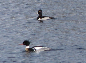 male common merganser