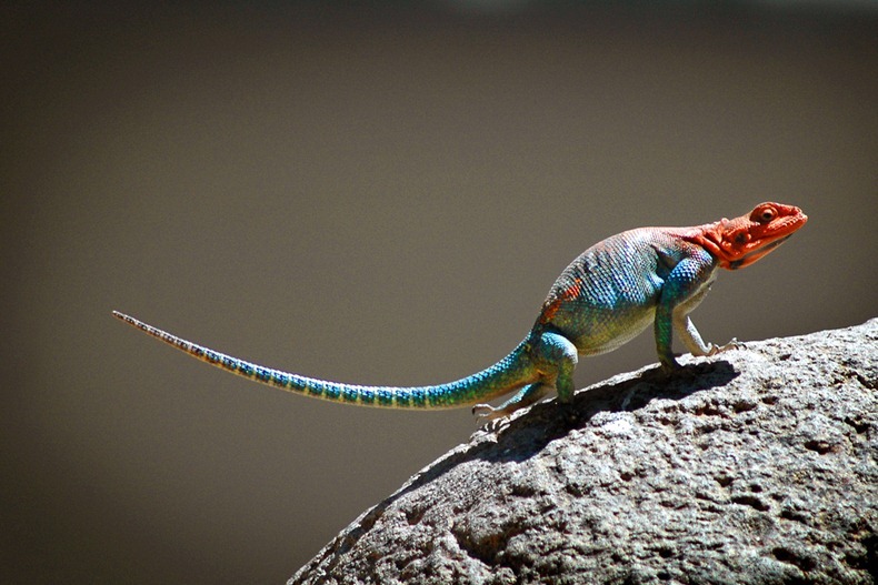 agama-mwanza-8