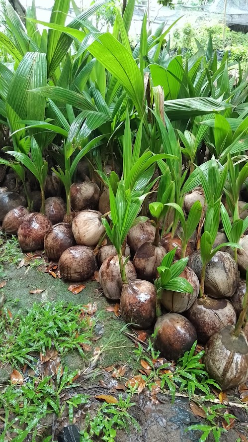 bibit kelapa hibrida super genjah cepat berbuah harga grosir Sumatra Utara