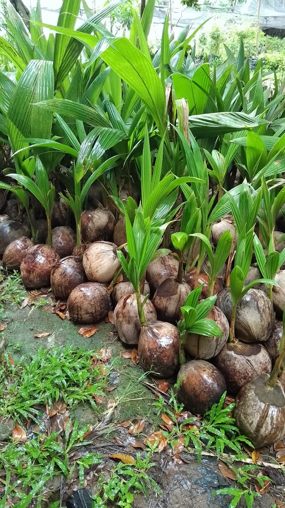 bibit kelapa hibrida super genjah cepat berbuah kontraktor tanaman Bengkulu