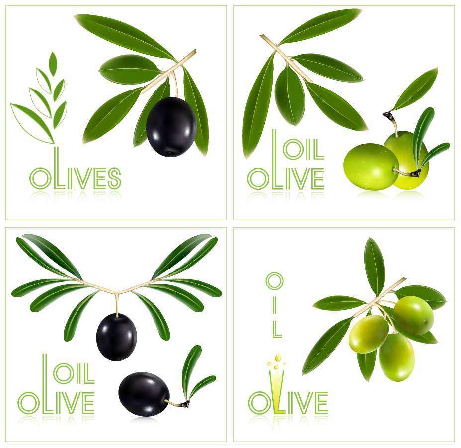 オリーブ オイル製品のデザイン見本 olives oil bottles イラスト素材2