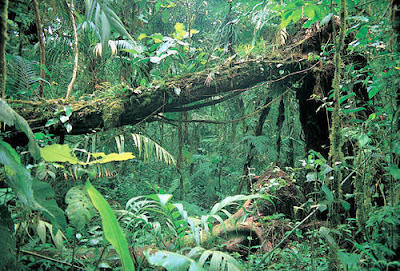 Rainforest  Picture