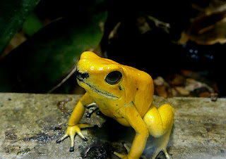 Funny Poison Dart Frog