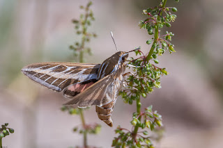 mariposa-esfinge-rayada-o-de-la-vid-Hyles-livornica-