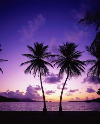 palm trees wallpapers. Sea and Palm Tree - 34 Pics