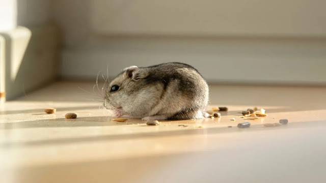 Campbell’s Dwarf Hamster