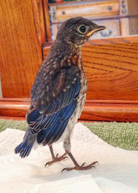 Male Eastern Bluebird nestling standing tall.