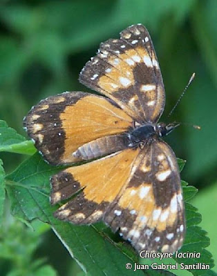 Mariposa montera naranja Chlosyne lacinia