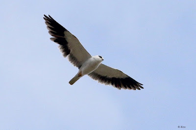 "Image of a Black-winged Kite (Elanus caeruleus), a graceful raptor with predominantly white plumage and striking black wingtips, flying against a clear sky."