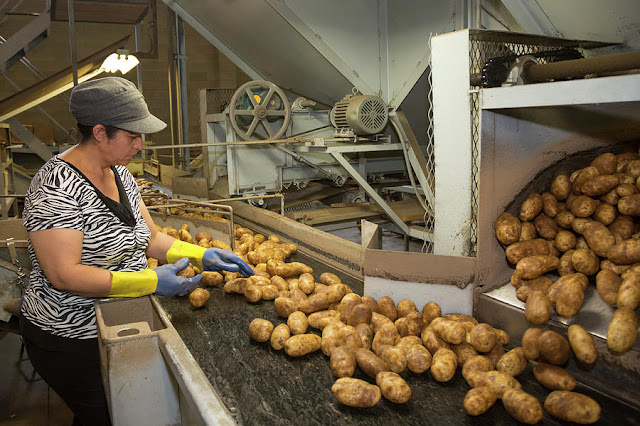 Potato Processing Market