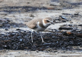 Malaysian Plover (Charadrius peronii)