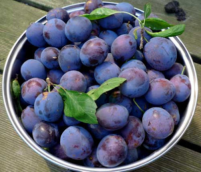 oxfordpomona: Bullace or Damson?