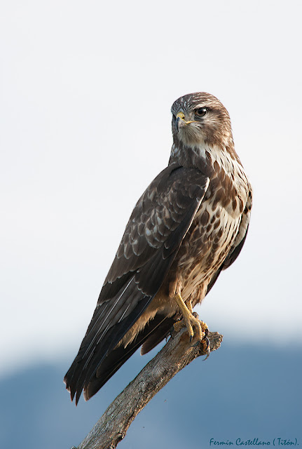 Ratonero común (Buteo buteo)