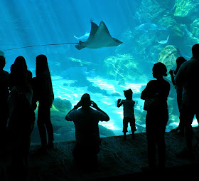 Swim with Gentle Giants, Rays, Georgia Aquarium