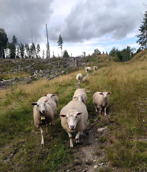 sau lam søye lamunge