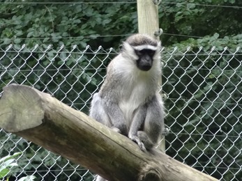 2017.08.06-016 singe grivet
