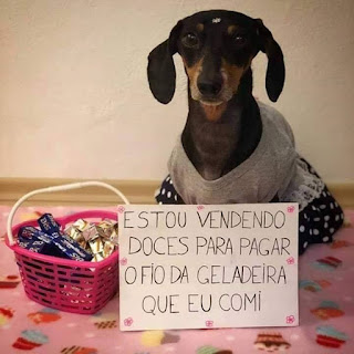 Foto. No chão, sobre um tapete rosa estampado por cupcakes, uma cachorrinha da raça Dachshund(vulgarmente chamado por salsichinha). Ela está sentada de frente, apoiada nas patas dianteiras; usa um discreto strass pet na testa em forma de flor, uma camiseta cinza e saia bem rodada preta com bolinhas brancas e mira a câmera. À esquerda um cestinho de plástico rosa em forma de coração com alça branca repleto de chocolates BIS e balas Dadinho. Em frente à cachorrinha, uma placa decorada no contorno por desenhos de pequenas flores rosas e ao centro o texto: Estou vendendo doces para pagar o fio da geladeira que eu comi.