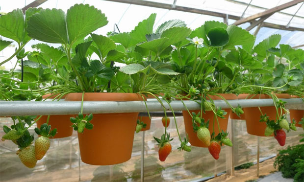 Cara Bertanam iHidroponiki Sayuran iSederhanai idii iRumahi 
