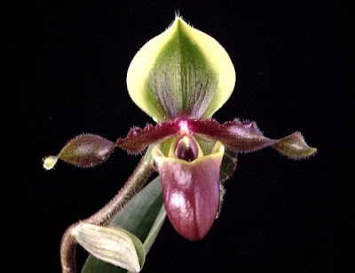 Paphiopedilum victoria-mariae orchid plant care and culture