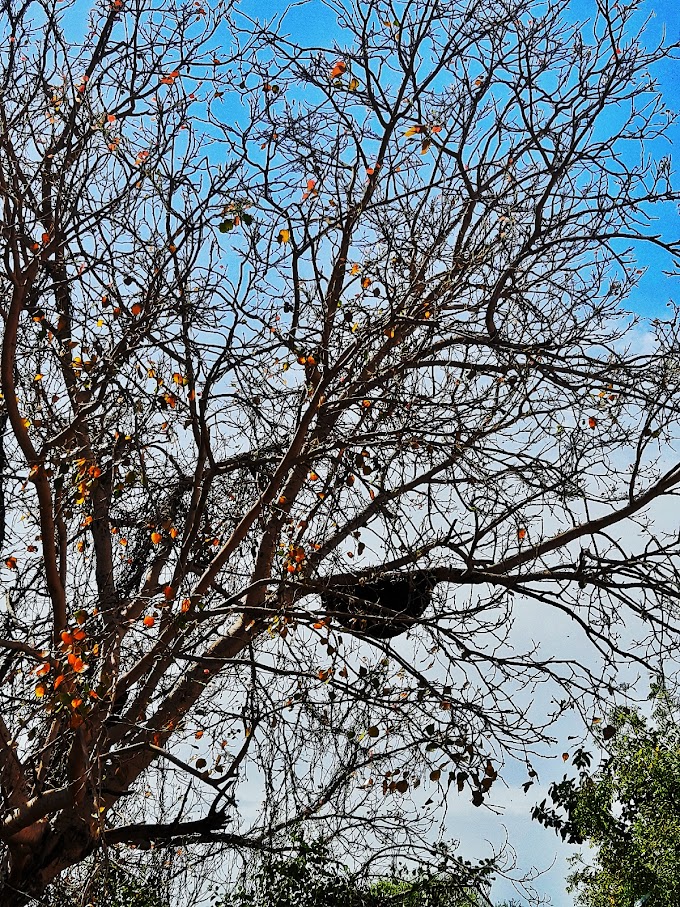 Bee on Tree 