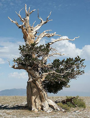 the oldest pine tree in the world