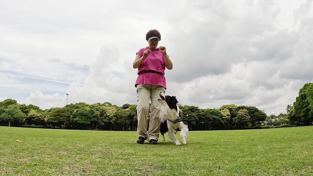 保護犬 ボーダーコリー トーマ