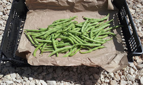 Judías redondas de la Regadera Verde, Tudela de Duero