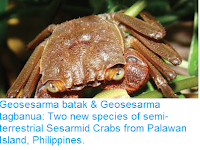 http://sciencythoughts.blogspot.co.uk/2016/11/geosesarma-batak-geosesarma-tagbanua.html