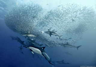 Sardine Run Shark Feeding Frenzy Phenomenon in Africa