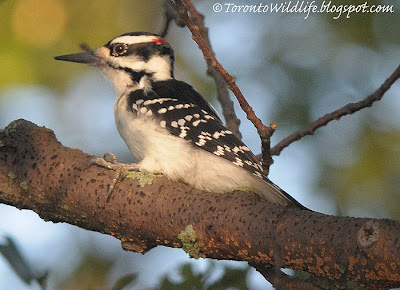 Hairy Woodpecker, Toronto photographer Robert Rafton