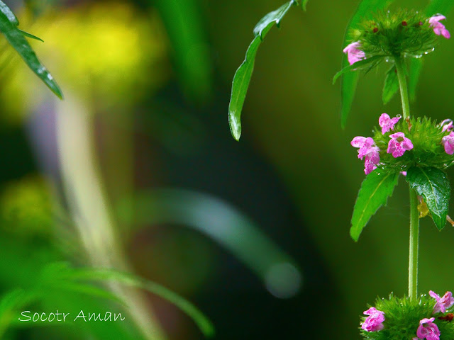 Clinopodium chinense