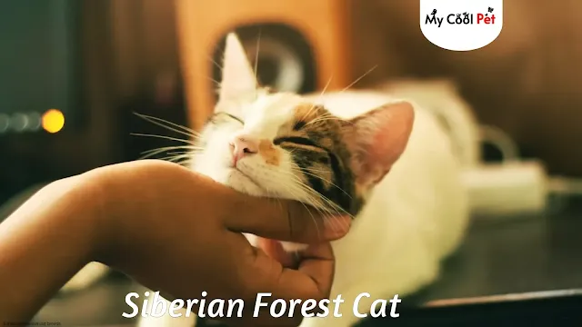 6 most expensive cat breeds