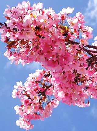 cherry tree blossoming. cherry tree blossom japan.