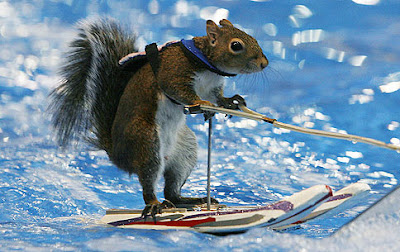 Water-skiing squirrel