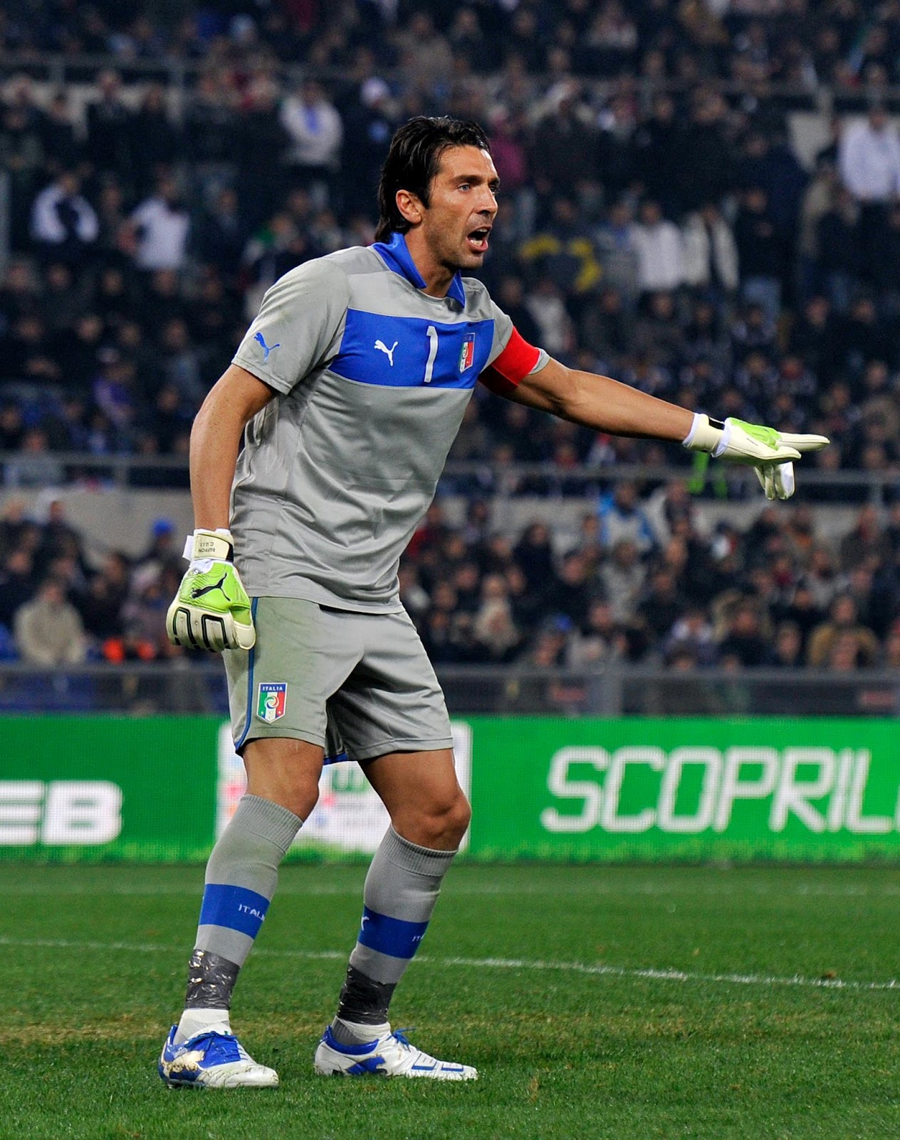 buffon wallpaper