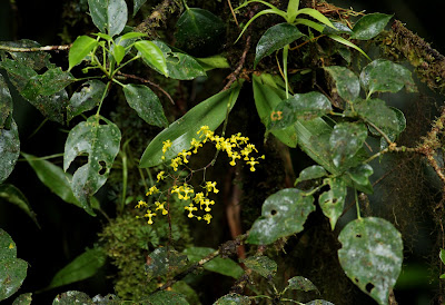 Oncidium cheirophorum - Hand Carrying Oncidium - Colombia Buttercup care