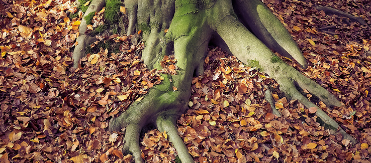 Trees are heavily impacted when surface roots are damaged