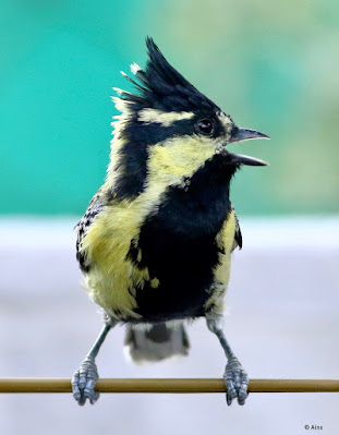 Indian Yellow Tit -